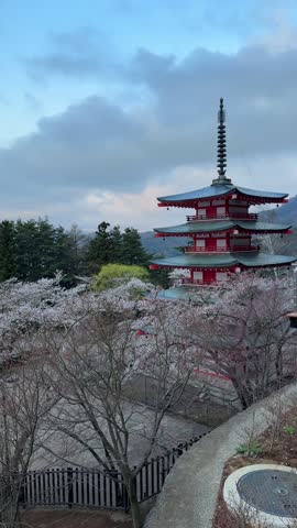 Serene view of cherry blossoms in full bloom overlooking a cityscape. The soft light of dawn enhances the delicate petals. A picturesque scene in Japan.