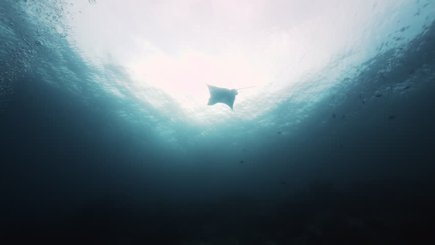 Manta ray silhouette. Experience the awe-inspiring sight of a manta ray soaring gracefully through the lagoon, backlit by radiant sunbeams. Perfect for nature documentaries. Wild marine animals