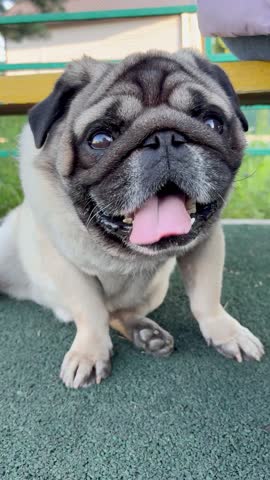 A woman pet owner is petting her pet pug dog on the street. Pug dog walk
