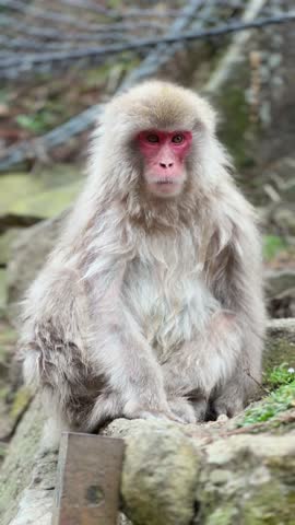A Japanese macaque, also known as a snow monkey, sits on a rock, gazing thoughtfully into the distance. Its thick, light gray fur provides warmth against the cool air. This captivating portrait was