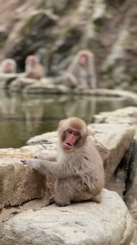 Adorable Japanese macaque monkey sitting on rocks near a hot spring. Other monkeys are visible in the background. Jigokudani Monkey Park, Nagano, Japan.