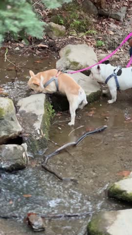 Two adorable French Bulldogs on a leash explore a shallow stream. They carefully navigate rocks and water, enjoying a nature walk. Perfect for pet, animal, or nature-themed projects.