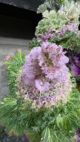 Close-up of vibrant pink and green ornamental kale, showcasing its intricate textures and water droplets. The plant