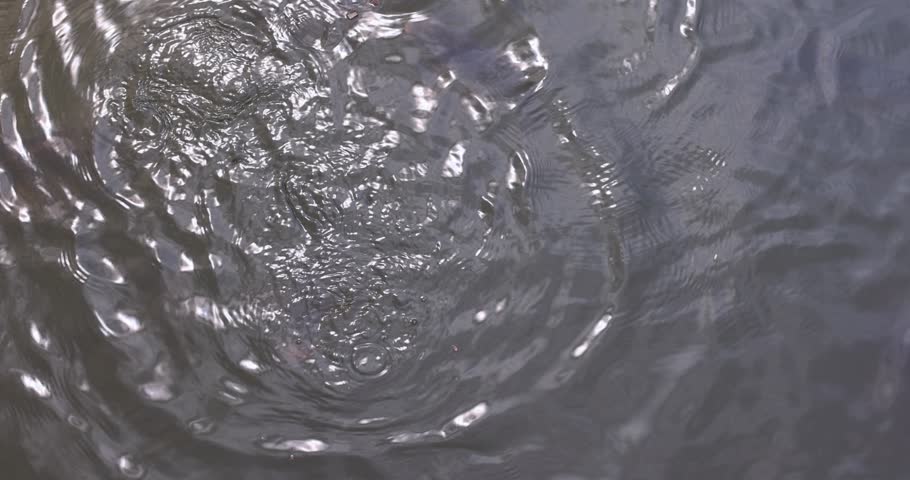 larger carps swimming in muddy water, feeding large carps in lake water