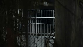 Suspicious exchange of envelope and briefcase under a bridge in a park at night. Dirty shady business transaction and meeting by spy agent insider. Selling secrets or information for bribe money fraud - Powered by Shutterstock - Get 15% off with code: PIKWIZARD15