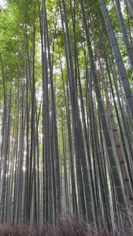 Serene sunlight filters through towering bamboo stalks in a dense Japanese forest. The image evokes tranquility and the natural world's wonder. A perfect representation of Arashiyama Bamboo Grove.