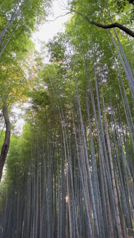 Serene bamboo forest path in Arashiyama, Kyoto, Japan. Tall bamboo stalks create a tranquil, shaded walkway. Sunlight filters through the leaves, illuminating the scene.