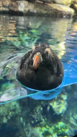 Close-up of a Tufted Puffin with an orange beak swimming underwater. The puffin