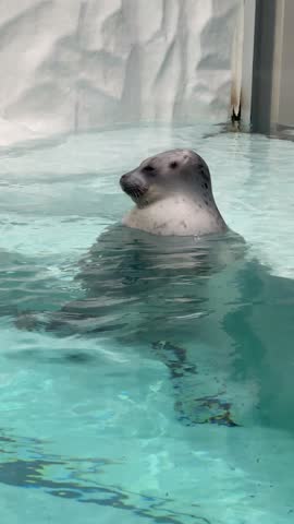 Harbor seal swimming in a pool. The seal appears calm and relaxed in the clear water. This captivating image showcases the elegance of marine wildlife.