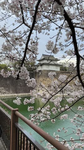 Serene view of Osaka Castle, Japan, partially obscured by vibrant cherry blossoms in full bloom. The castle