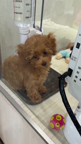 Adorable brown toy poodle puppy drinking water from a dispenser in a pet shop. A black puppy is visible in the background. The image evokes a sense of warmth and care.