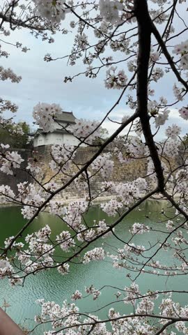 Serene view of Osaka Castle