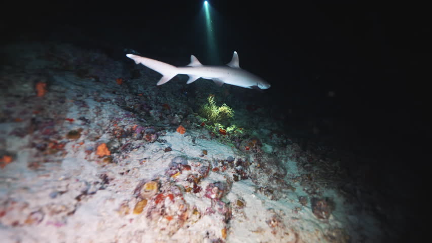 Whitetip Reef sharks At Night In search of food, Caribbean sea Cocos Costa Rica. Underwater landscape, rocky pinnacles, canyons, walls and caves. Beautiful array of marine life ready for exploration.