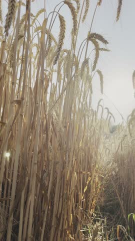 Close-up of a rye field and spikelets against a bright sun