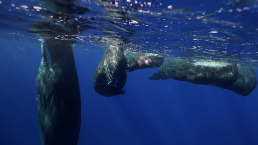 Underwater view of sperm whales socializing in the deep sea. Peaceful and powerful, these marine mammals move together, showcasing rare and emotional moments of connection in their natural habitat.