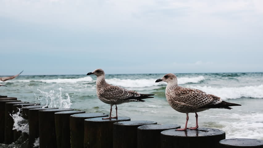 Two Seagulls Sitting On Wooden Groynes At Baltica