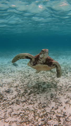 A beautiful green sea turtle swims through clear blue ocean water, showcasing marine biodiversity in its natural habitat. Chelonia mydas underwater. Vertical video