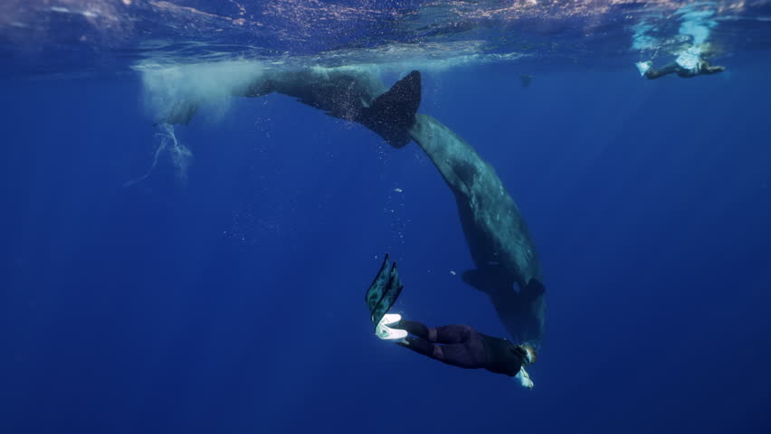 Underwater freediver and sperm whale. Two species meet in deep. Sperm whale and diver meet in open ocean under strict ethical guidelines. Responsible eco-tourism supports marine protection education.
