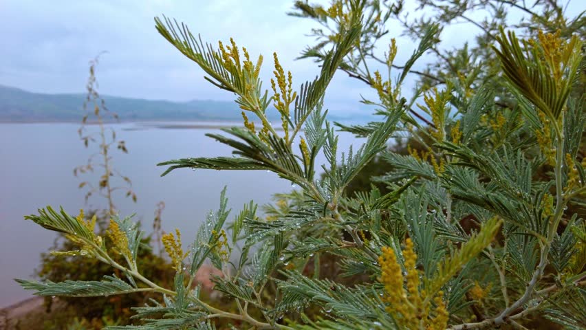 Calm view of Tominé Reservoir, serene water and cloudy sky, Guatavita Colombia