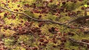 Forest Ground Covered In Moss With Dried Branches, Twigs, And Pine Cones. - closeup shot - Powered by Shutterstock - Get 15% off with code: PIKWIZARD15