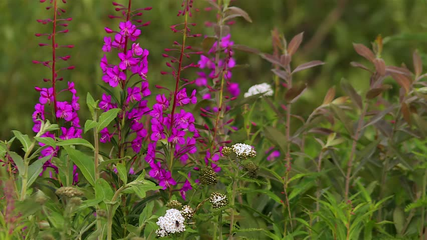 Fireweed Flowers Growing In Denali National Park In Alaska. - closeup shot
