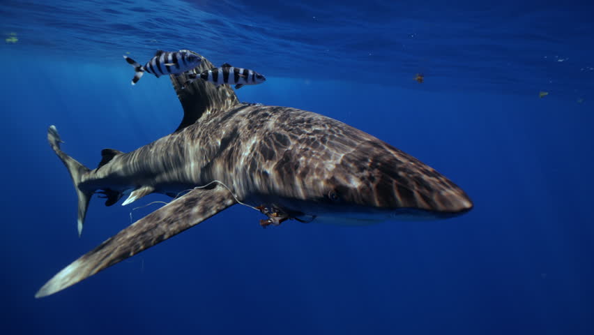 Close-up of oceanic whitetip shark with remora fish. Iconic pelagic species displays slow, elegant movement in deep sea. Perfect harmony between shark and cleaner companions. Responsible eco-tourism