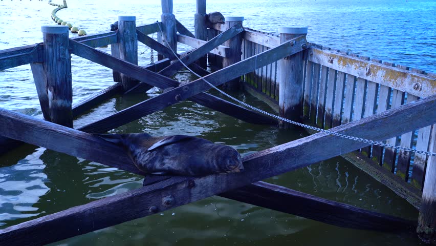 Seals sleeping on wooden bridge at dam in south australia peaceful wildlife moment in nature