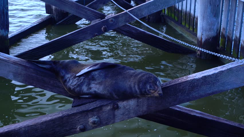 Seals sleeping on wooden bridge at dam in south australia peaceful wildlife moment in nature