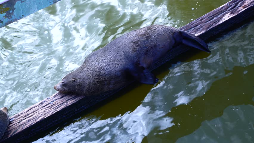 Seals sleeping on wooden bridge at dam in south australia peaceful wildlife moment in nature