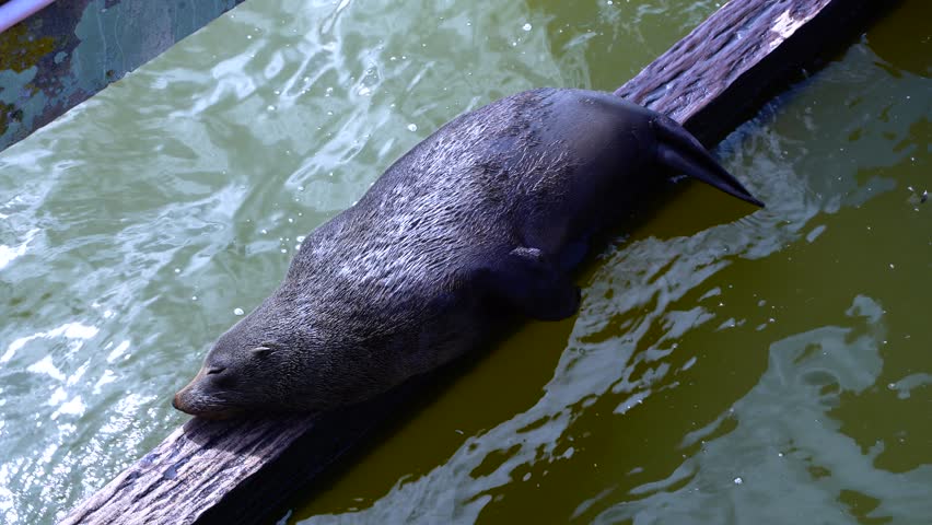 Seals sleeping on wooden bridge at dam in south australia peaceful wildlife moment in nature