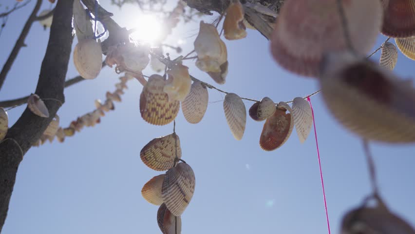 Strands of assorted seashells are draped over sunlit driftwood branches, creating a decorative coastal display with natural textures and a clear blue backdrop.