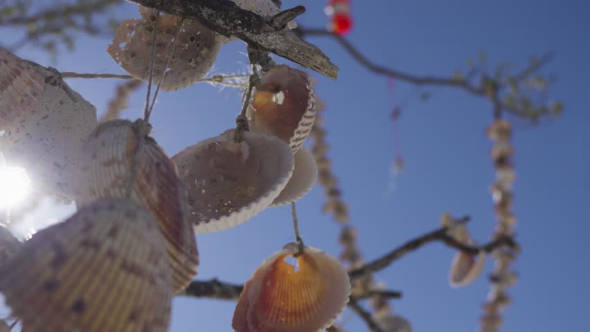 Various seashells strung and hanging from tree branches in bright daylight with clear blue sky background, highlighting coastal decoration and beach ambiance.