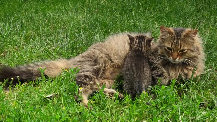 Fluffy Mother Cat with Her Kittens in Green Grass. Striped Cat Resting with Her Adorable Kittens. Animals Family