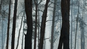 Dark Pine Forest Shrouded in Mist and Smoke. Desolate Pine Forest in the Wake of a Wildfire. Mysterious Forest with Wind, Smoke, and Foggy Darkness - Powered by Shutterstock - Get 15% off with code: PIKWIZARD15