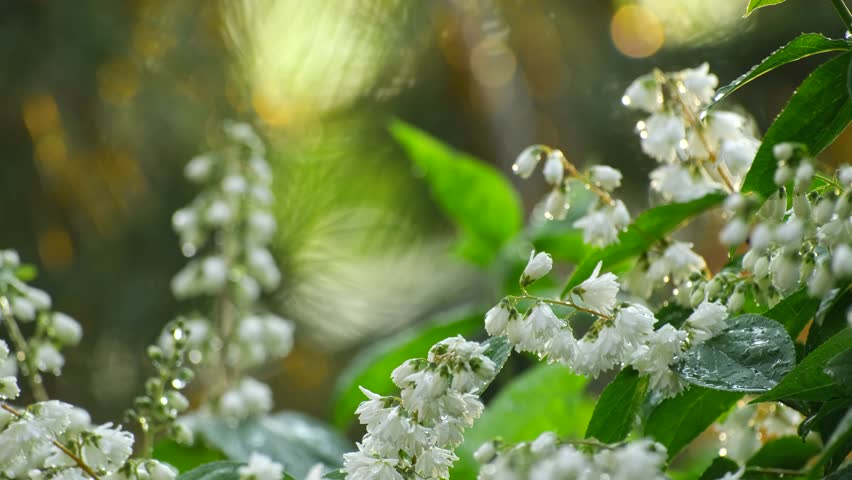 Raindrops on Blooming Deutzia Flowers in the Garden. White Deutzia Blossoms in Rain. Spring Rain Falling on Deutzia Bush with White Flowers
