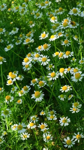Summer Meadow with White Daisies. Medicinal Chamomile Flowers. Chamomile Field in Full Bloom, Vertical Video