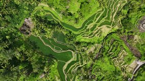 Aerial drone view of exotic rice terraces in Tegalalang village, Mupu, Bali, Indonesia - Powered by Shutterstock - Get 15% off with code: PIKWIZARD15