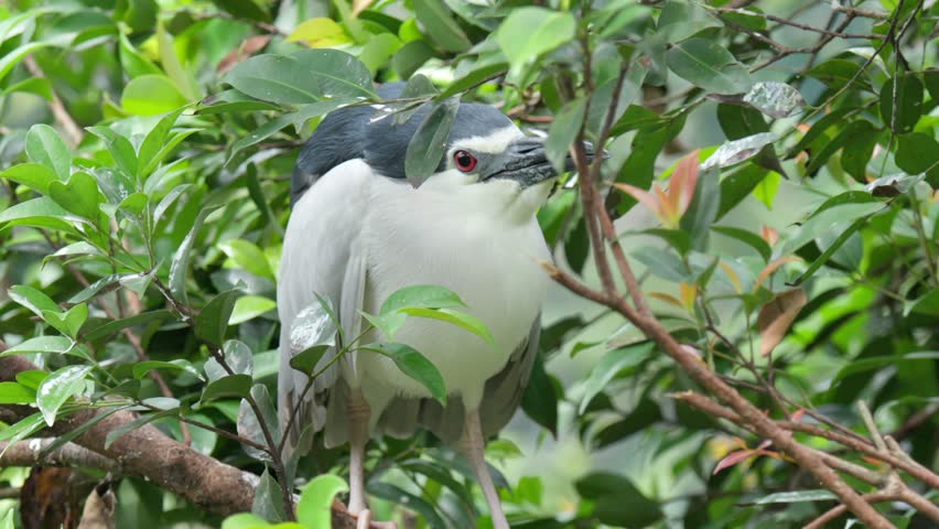 Black-crowned Night Heron Perched On Trees Along The River. Close-up Shot
