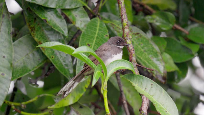 Malaysian Pied Fantail Bird Perching Amidst Lush Green Leaves On Tree Branch In Forest. closeup shot