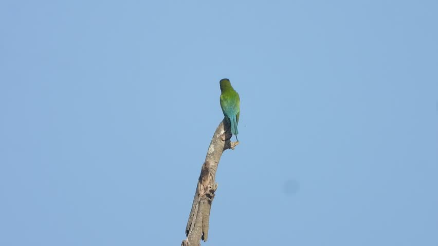 Bee-eater relaxing on stick waiting for hunt .