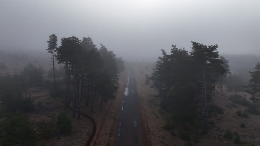 Aerial Shot of Foggy Pine Woodland and Wet Trail in Moody Weather