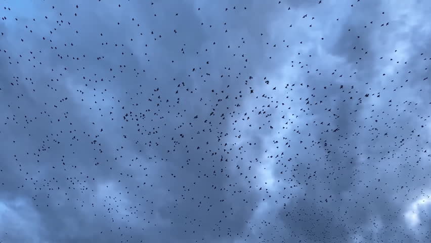 Swarm of Birds in Coordinated Flight Under Cloudy Skies