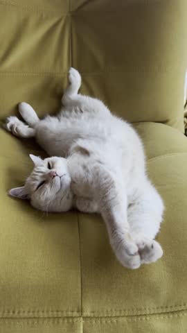 Cat’s funny sleeping pose on a yellow couch