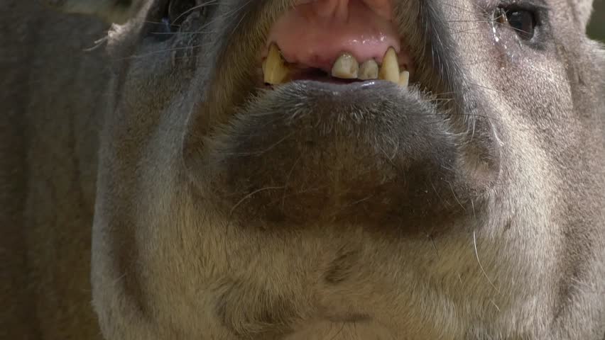Tapir head close-up with open mouth