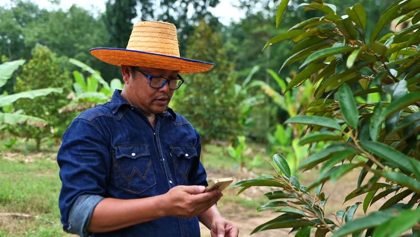 Farmers check temperature, humidity, soil, and weather conditions in their fruit farms using a mobile application, showcasing smart agriculture, data-driven decisions, and modern farming technology. - Powered by Shutterstock - Get 15% off with code: PIKWIZARD15
