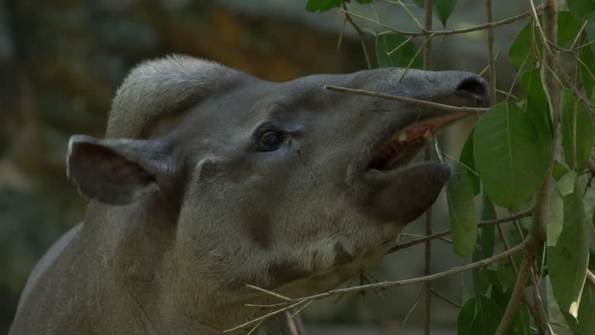 Tapir eating green leaves from a tree branch