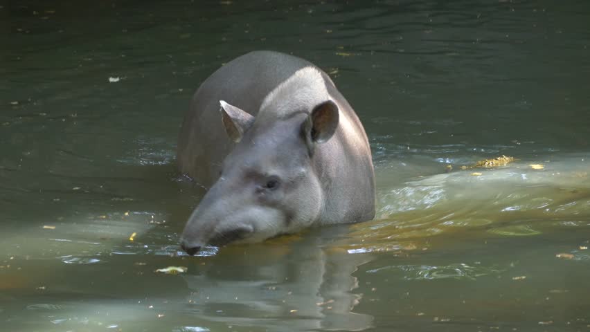 Tapir swimming and diving in the water