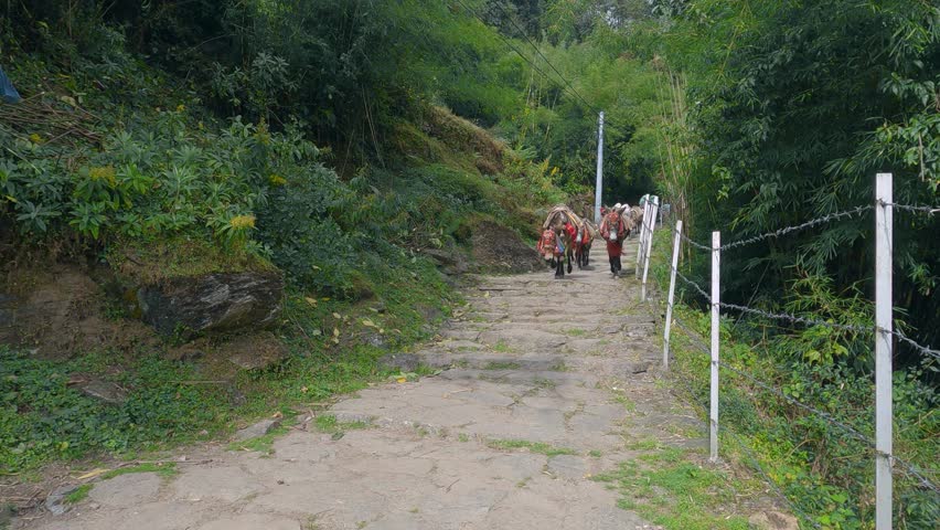 A pack of mules running along a stone-paved trail in a serene mountain forest. Surrounded by dense greenery and vibrant foliage.