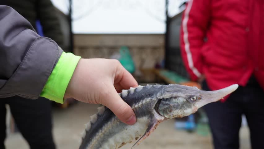sturgeon from the Caspian Sea in a man