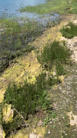 Algae washed up on the shore of the lake after their proliferation